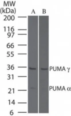 WB analysis of (A) HeLa and (B) NIH-3T3 cell lysate using GTX13689 PUMA antibody. Dilution : 5 microg/ml WB analysis of (A) HeLa and (B) NIH-3T3 cell lysate using GTX13689 PUMA antibody. Dilution : 5 microg/ml