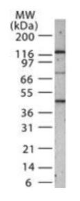 WB analysis of Saos-2 cells using GTX13724 SMAD1+5+8(9) antibody.
