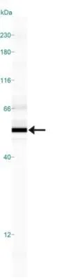 WB analysis of HepG2 cell lysate using GTX13727 SMAD6 antibody.