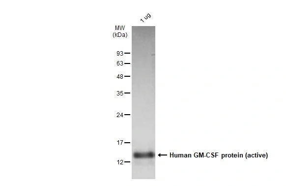 1μg of GTX137974-pro Human GM-CSF protein (active) was analyzed using SDS-PAGE and stained with coomassie blue and captured by monochrome camera.