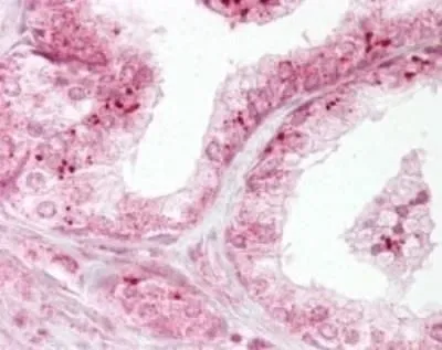 IHC-P analysis of human prostate tissue using GTX13817 Diablo antibody. Dilution : 10 microg/ml