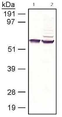 IHC-Fr analysis of mouse retina tissue using GTX13826 RPE65 antibody [401.8B11.3D9].