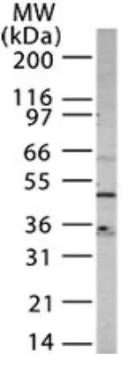 WB analysis of HeLa cell lysate using GTX13854 CXCR4 antibody. Dilution : 1 ug/ml
