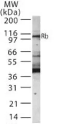 WB analysis of Jurkat cell lysate using GTX13857 Rb antibody. Loading : 30ug Dilution : 1:1000