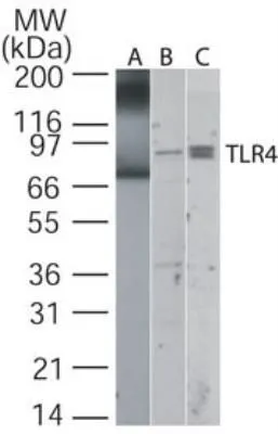 WB analysis of (A) partial recombinant mouse TLR4 protein (2 ug/ml) and (B) RAW264.7 and (C) Daudi cell lysate using GTX13867 TLR4 antibody. Dilution : 5 ug/ml
