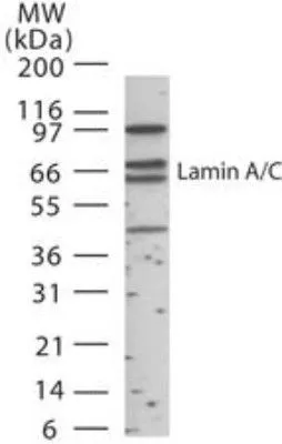WB analysis of HeLa cell lysate using GTX13910 Lamin A + C antibody. Dilution : 1:1000 Loading : 15ug