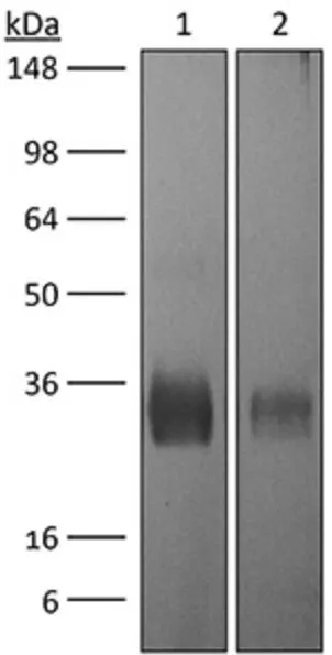 WB analysis of purified CTLA4 recombinant protein using GTX13996 CTLA4 antibody [UC10-4F10-11].<br>Lane 1 : 1 ug reduced purified mouse CTLA-4 with histidine tag 0.5 ug reduced purified mouse <br>Dilution : 15 ug/ml