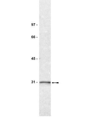WB analysis of A431 cell lysate using GTX14122 14-3-3 sigma antibody [1.T.28].<br>Dilution : 0.5?g/ml
