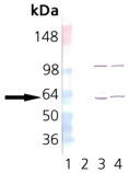 WB analysis of various samples using GTX14136 TCP1 alpha antibody [4E215].<br>Lane 1 : MW marker<br>Lane 2 : Hsp60 Recombinant Human Protein<br>Lane 3 : 3T3 Heat Shocked<br>Lane 4: PC-12 Heat Shocked