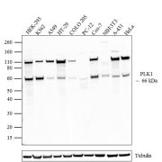 WB analysis of various samples using GTX14210 PLK1 antibody [Mixed clones]. Lane1 : HEK-293 Lane2 : K562 Lane3 : A549 Lane4 : HT-29 Lane5 : COLO 205 Lane6 : PC-12 Lane7 : Cos-7 Lane8 : NIH3T3 Lane9 : A-431 Lane10 : HeLa Loading : 20microg Dilution : 1-2microg/ml