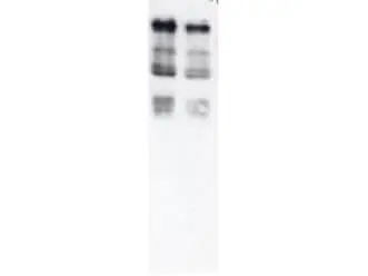 WB analysis of yeast whole cell lysate using GTX14372 Ubiquitin antibody. Dilution : 1:500