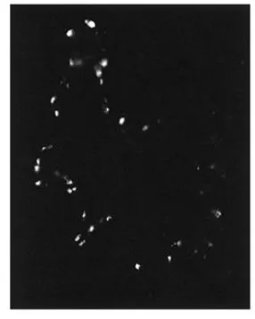IHC-Fr analysis of rat seminiferous tubule tissue using GTX14606 PDE4A8 antibody. IHC-Fr analysis of rat seminiferous tubule tissue using GTX14606 PDE4A8 antibody.
