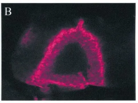 IHC-Fr analysis of seminiferous tubule tissue using GTX14611 PDE4B antibody.