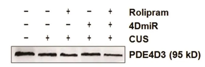 Western blot of GTX14614 variant-selective antibody. Antibody dilution 1:500