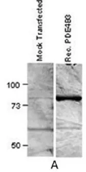 WB analysis of PDE4B3 transfected COS1 cell lysate using GTX14615 PDE4B3 antibody.
