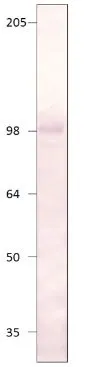 WB analysis of 50microg rat heart tissue lysate using GTX14618 PDE8A antibody. Dilution : 1:500