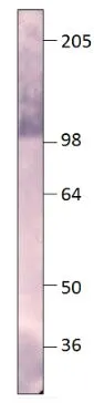 WB analysis of PDE8A recombinant protein using GTX14618 PDE8A antibody. Dilution : 1:500