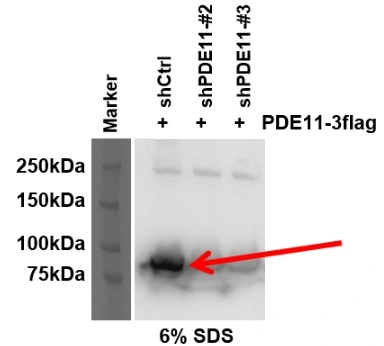 WB analysis of PDE11A overexpressed 293T cells with or without shRNA using GTX14624 PDE11A antibody. Dilution : 1:500 WB analysis of PDE11A overexpressed 293T cells with or without shRNA using GTX14624 PDE11A antibody. Dilution : 1:500