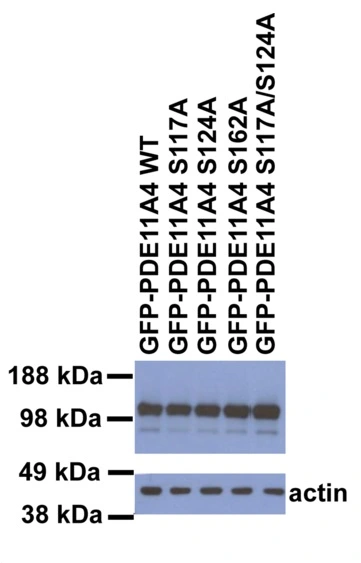 WB analysis of PDE11A recombinant protein using GTX14624 PDE11A antibody.