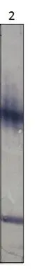WB analysis of PDE11A recombinant protein using GTX14624 PDE11A antibody. Dilution : 1:250