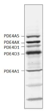 GTX14628 detecting 3 isoforms of PDE4A subclasses (PDE4A1,PDE4A5 and PDE4Ax),two isoforms of PDE4D (PDE4D1,PDE4D3) in rat brain by Western blot.