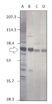Western blot of Punt on Punt-Flag constructs. Antibody dilutions 1:200 (GTX14679) and 1:500 (GTX14680). Arrow indicate migration of Punt-Flag Lanes: A & C. Punt serum (GTX14679) B & D. GTX14679