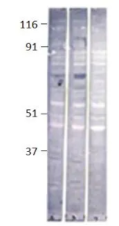 Western blot of BaboonA with Baboon antibody GTX14681.  Lane 1,2: cells expressing BaboonA  Lane 3: mock transfected cells