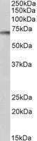 WB analysis of rat brain lysate using GTX14708 p70 S6K antibody, C-term. Dilution : 1microg/ml Loading : 35microg protein in RIPA buffer
