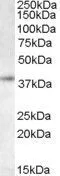 WB analysis of K562 lysate using GTX14751 RNF2 antibody,C-term. Dilution : 0.5ug/ml Loading : 35ug protein in RIPA buffer