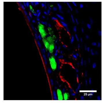 IHC analysis of mouse nose tissue using GTX14784 PGCB antibody. Staining is found on blood vessel walls. Red : Primary antibody Green : Greneberg ganglion nerons Staining is found on blood vessel walls. IHC analysis of mouse nose tissue using GTX14784 PGCB antibody. Staining is found on blood vessel walls. Red : Primary antibody Green : Greneberg ganglion nerons Staining is found on blood vessel walls.