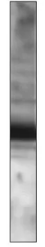 WB analysis of human RPE cell lysate using GTX14926 EFEMP1 antibody. Dilution : 1:500