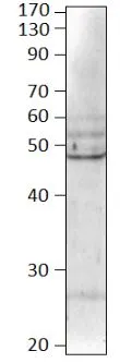 WB of BMP8 with GTX14934. Antibody dilution 1:500 in diluObuffer. Apparent MW of BMP8 is 49kDa