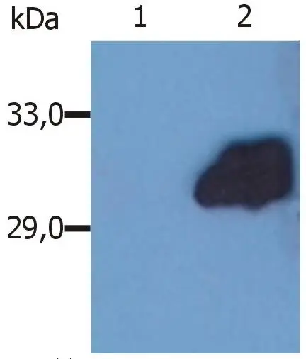 Western Blotting analysis (reducing conditions) of whole cell lysate of HeLa human cervix carcinoma cell line. Lane 1: Blotting with Isotype mouse IgG2b control; Lane 2: Blotting with anti-SOCS3 [SO1].