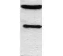 WB analysis of 3T3-L1 cells using GTX15048 C/EBP alpha antibody. This antibody detects 30 and 43 kDa bands representing C/EBP alpha.