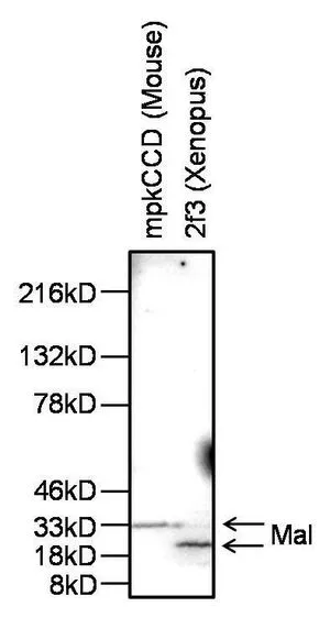 WB analysis of 50 ug of mouse mpkCCD and Xenopus 2f3 whole cell lysates using GTX15418 MAL antibody. Dilution : 1:500