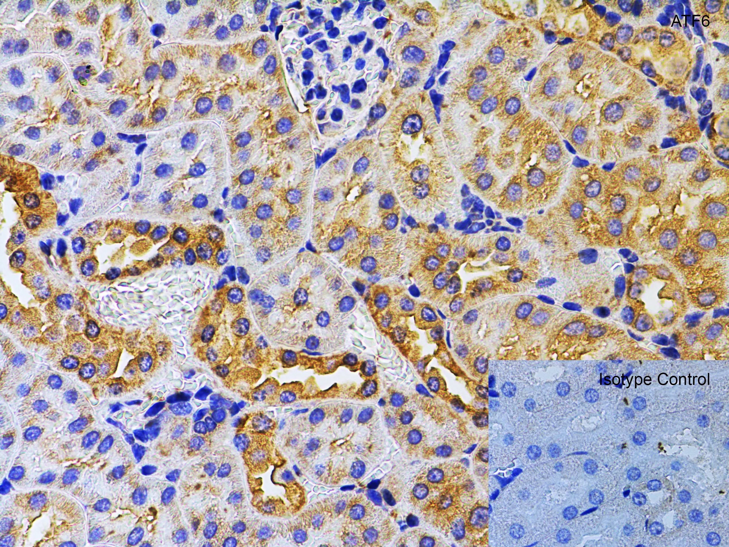 IHC-P analysis of mouse kidney tissue using GTX15457 AFT6 antibody. Antigen retrieval : Heat mediation with citrate buffer(pH6). Dilution : 5microg/ml IHC-P analysis of mouse kidney tissue using GTX15457 AFT6 antibody. Antigen retrieval : Heat mediation with citrate buffer(pH6). Dilution : 5microg/ml