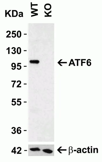WB analysis of extracts from normal (control) and ATF6 knockout (KO) HeLa cell lysates using GTX15457 AFT6 antibody. Dilution : 0.5microg/ml Loading : 15microg per lane