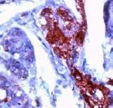 GTX15488 staining NSE in human pancreas by Immunohistochemistry (FFPE-sections).