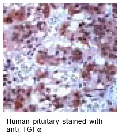 TGF alpha antibody TGF alpha antibody