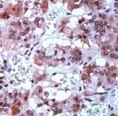 Human pituitary stained with GTX15541