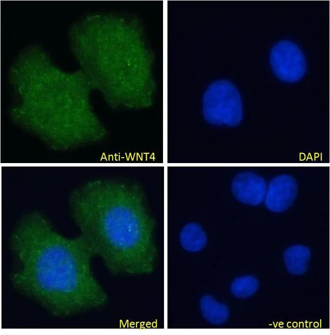 ICC/IF analysis of PFA fixed MCF7 cells using GTX15699 WNT4 antibody, Internal. Green : Primary antibody Blue : DAPI Negative control : Unimmunized goat IgG Permeabilization : 0.15% Triton Dilution : 10microg/ml