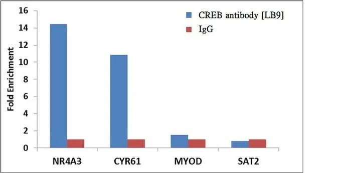 ChIP analysis of 2 million HeLa cells using GTX15731 CREB antibody [LB9]. Normal Rabbit IgG was used as a negative IP control.