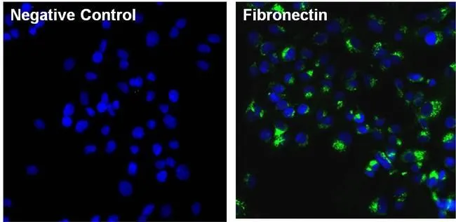 ICC/IF analysis of HepG2 cells using GTX15737 Fibronectin antibody [3F12]. Cells were probed without (left) or with(right) an antibody.