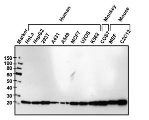 WB analysis of 25 ug of various whole cell lysates using GTX15747 Glyoxalase I antibody [Glo1a]. Dilution : 1:1000