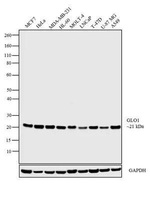 WB analysis of whole cell extracts (30 microg lysate) of MCF7 (Lane 1), HeLa (Lane 2), MDA-MB-231 (Lane 3), HL-60 (Lane 4), MOLT-4 (Lane 5), LNCaP (Lane 6), T-47D (Lane 7), U-87 MG (Lane 8) and A549 (Lane 9) using GTX15747 Glyoxalase I antibody [Glo1a]. Dilution : 1:1000