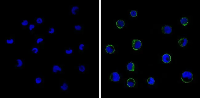 ICC/IF analysis of THP-1 cells using GTX15770 CD18 antibody [TS1/18]. Right : Primary antibody Left : Negative control without primary antibody Fixation : Formalin Permeabilization : 0.1% Triton X-100 in TBS for 5-10 minute Dilution : 1:20 overnight at 4oC