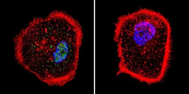 ICC/IF analysis of A431 cells using GTX15783 RPA32 antibody [MA34]. Cells were probed without (right) or with(left) an antibody. Green : Primary antibody Blue : Nuclei Red : Actin Fixation : formaldehyde Dilution : 1:200 overnight at 4oC