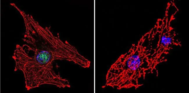 ICC/IF analysis of C6 cells using GTX15783 RPA32 antibody [MA34]. Cells were probed without (right) or with(left) an antibody. Green : Primary antibody Blue : Nuclei Red : Actin Fixation : formaldehyde Dilution : 1:200 overnight at 4oC