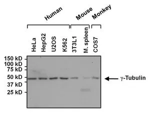 WB analysis of 50 ug of various whole cell lysates using GTX15794 gamma Tubulin antibody [4D11]. Dilution : 1:1000