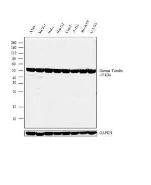 WB analysis of membrane enriched extracts (30 ug lysate) of A-549 (Lane 1), MCF-7 (Lane 2), HeLa (Lane 3), HepG2 (Lane 4), Caco2 (Lane 5), A-431 (Lane 6), SH-SY5Y (Lane 7) and U-2 OS (Lane 8) using GTX15794 gamma Tubulin antibody [4D11]. Dilution : 1 microg/ml